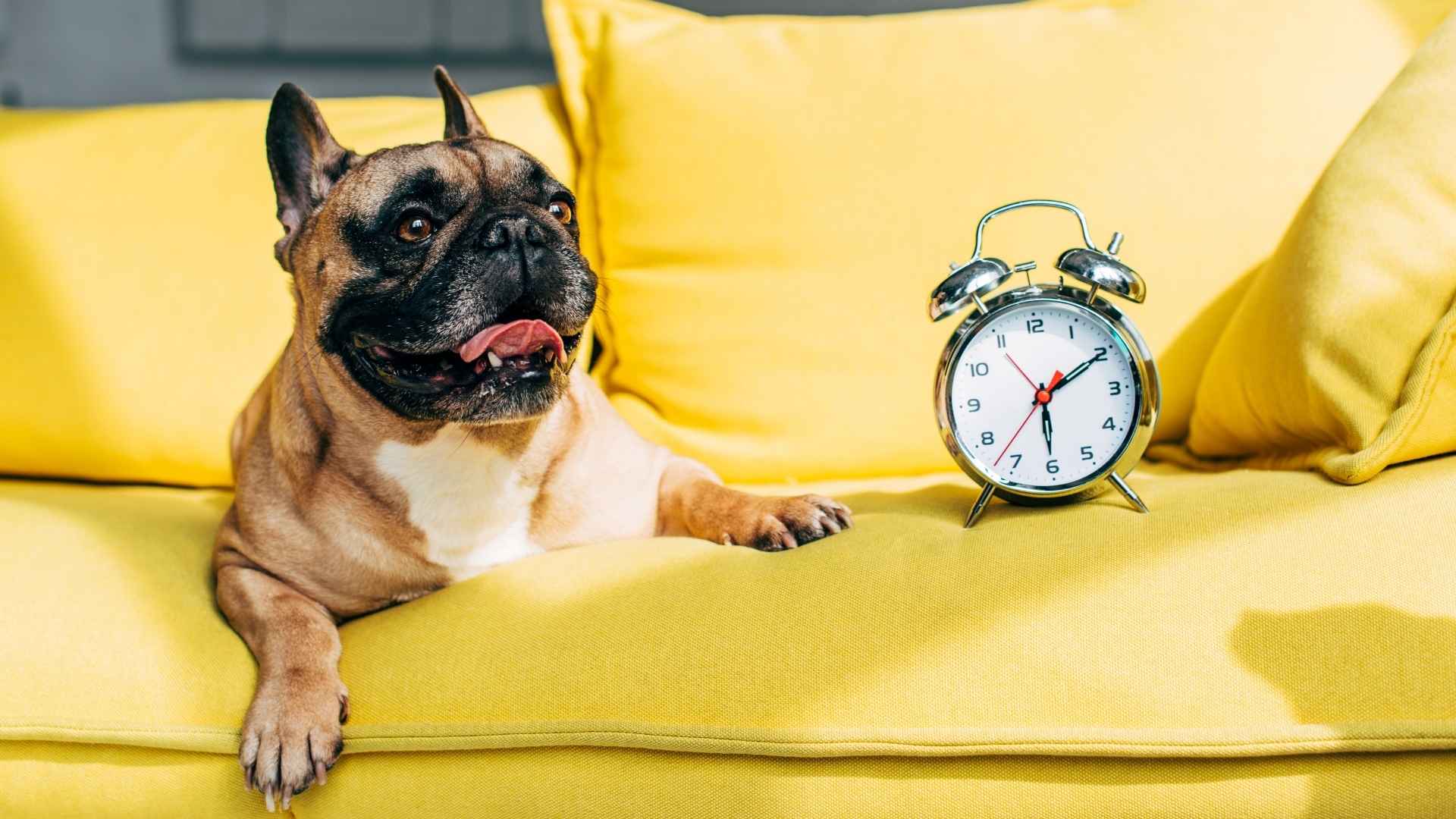 cómo perciben el tiempo los perros